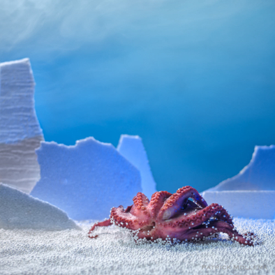 Squid at North pole.jpg