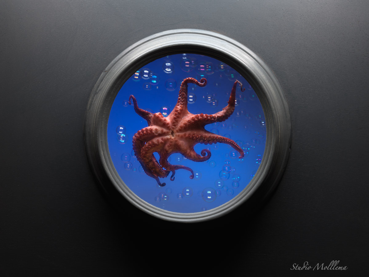 Liquid squid.jpg