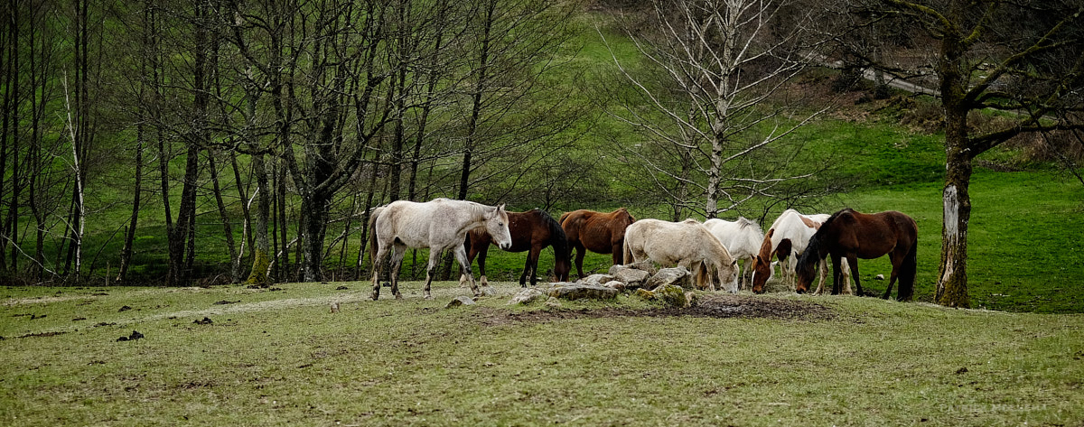 Paysage equestre.jpg