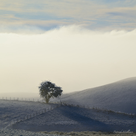 Cold tree.jpg