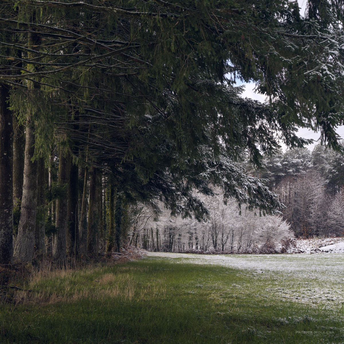 Après la forêt vient la neige.jpg