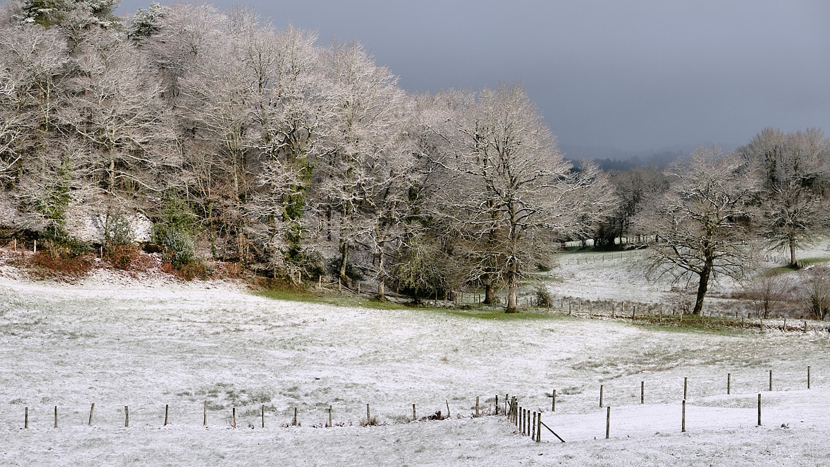 La premiere neige.jpg