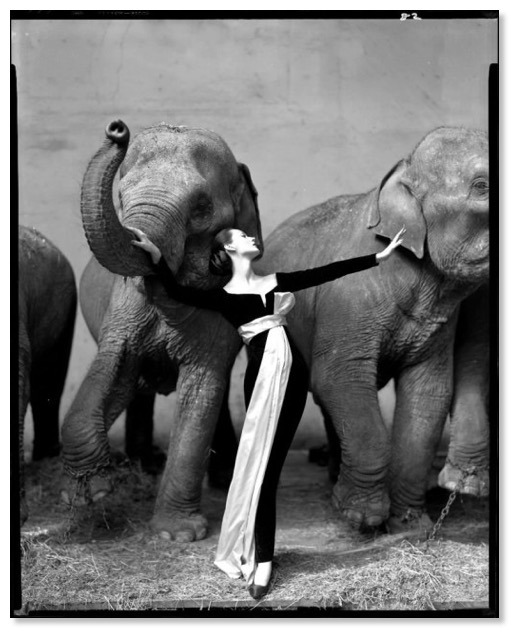 avedon-dovima-with-elephants1