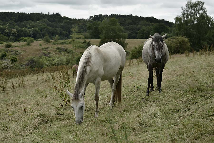 Hanneke-paarden