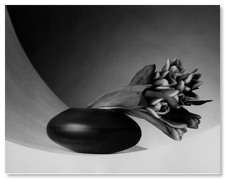 mapplethorpe bloemen