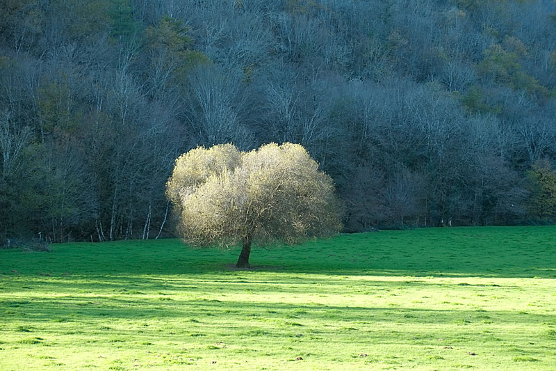 slechte-boom