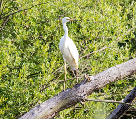 Uitgebeten witte reiger