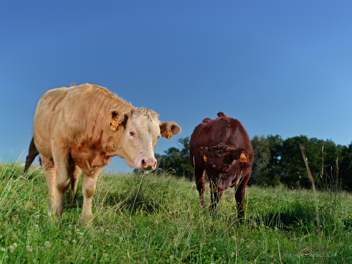 Two young cows.jpg