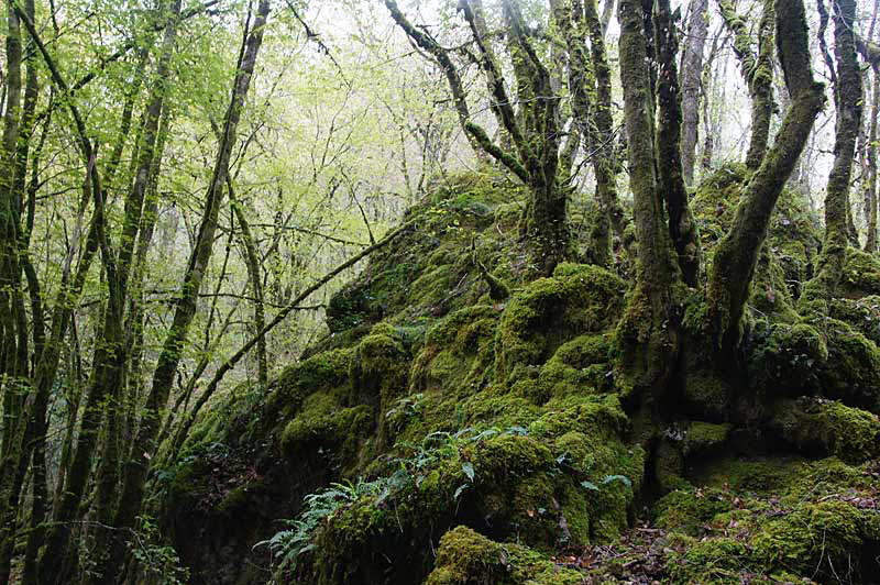 Henk-in-het-bos.jpg