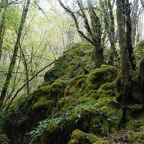 Henk-in-het-bos.jpg