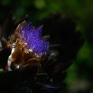 Marlies eerste trapje op een bloem.jpg