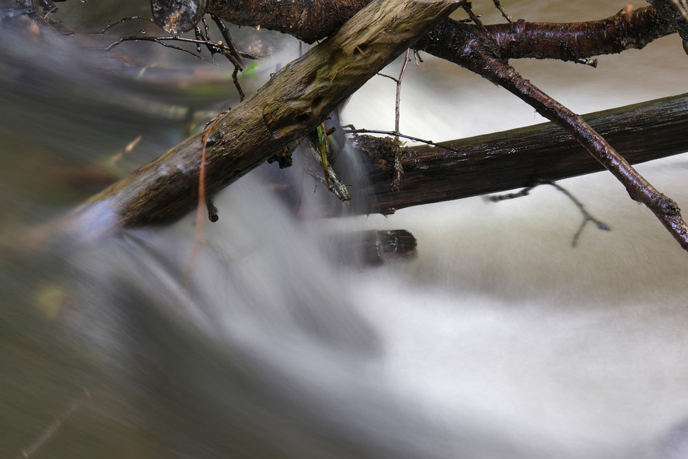 Marten aan het water.jpg