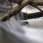 Marten aan het water.jpg