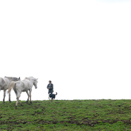 Andre-en-paarden.jpg