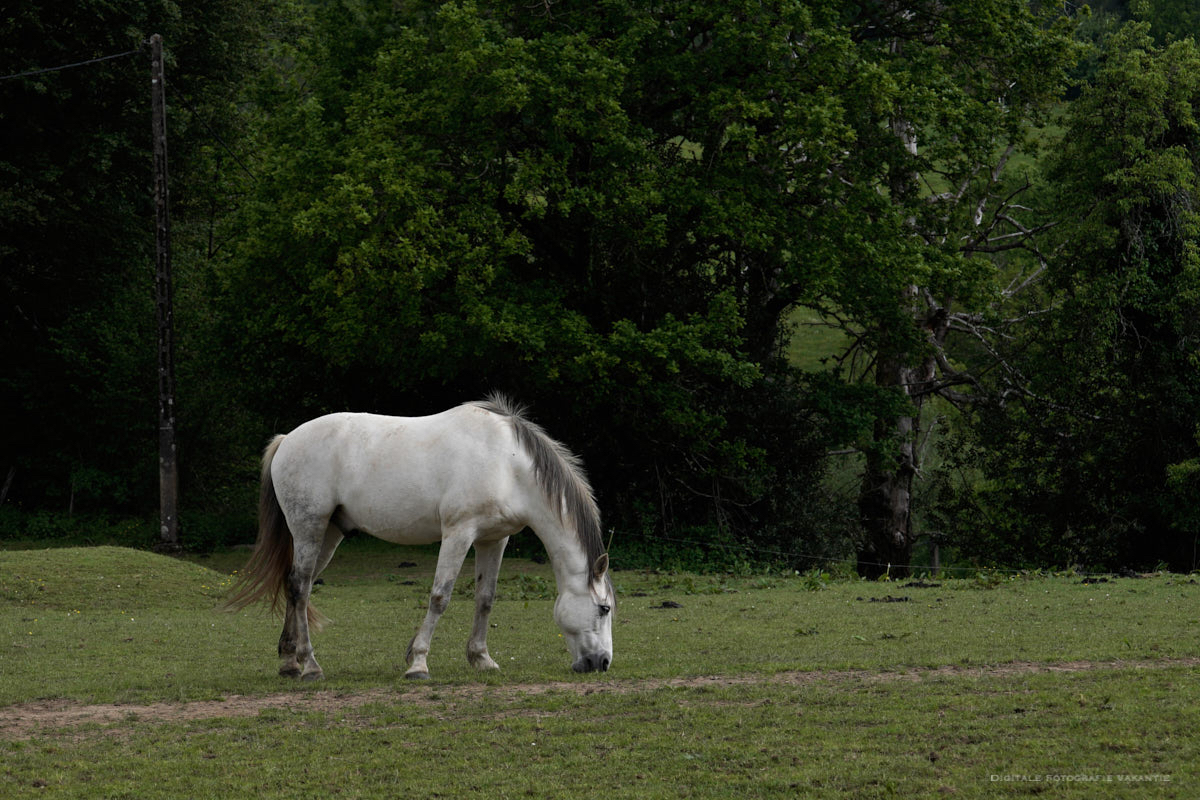 Jan eenzaam paard.jpg