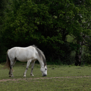 Jan eenzaam paard.jpg