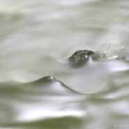 Bas aan het water.jpg