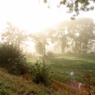 Henriet beetje veel mist.jpg