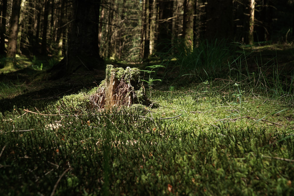 Carla als een hinde door het bos.jpg