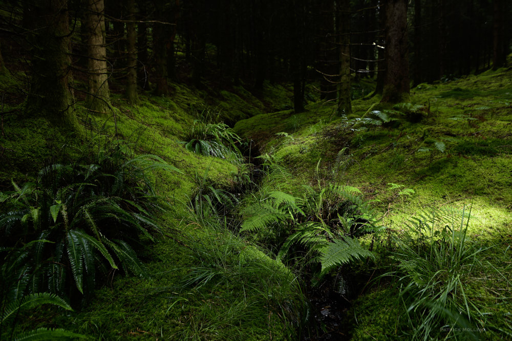 Ayan 2 flitsers in het bos.jpg