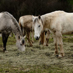 Dirk-paarden.jpg