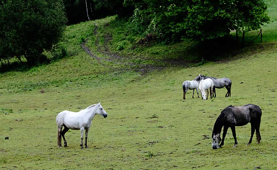 Margret-paarden.jpg