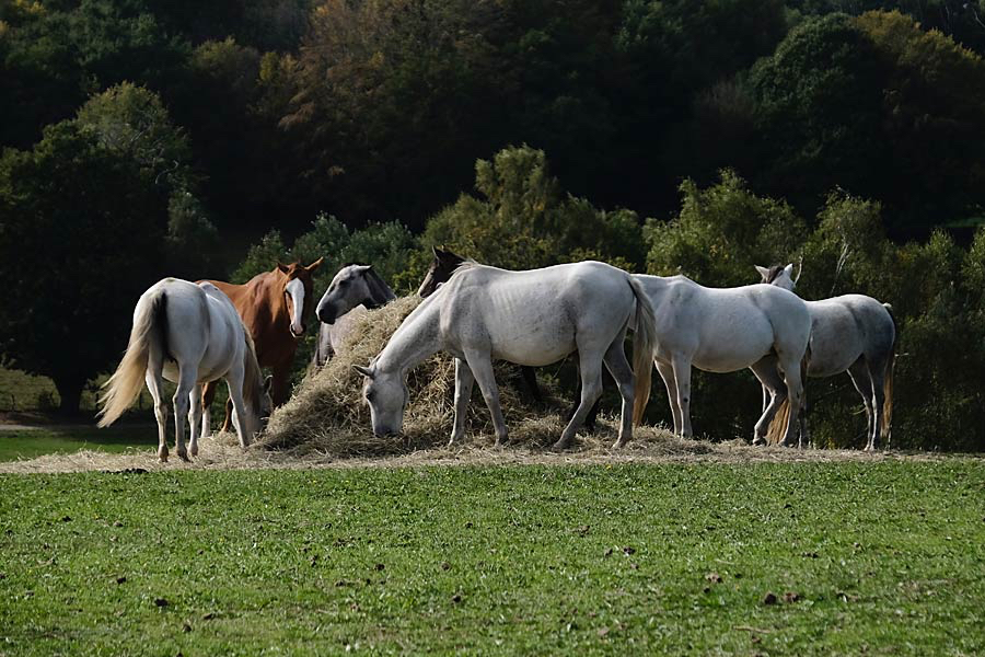 Frits-etende-paarden.jpg