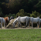 Frits-etende-paarden.jpg