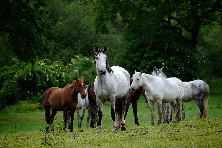 Marijke-paarden.jpg