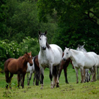 Marijke-paarden.jpg