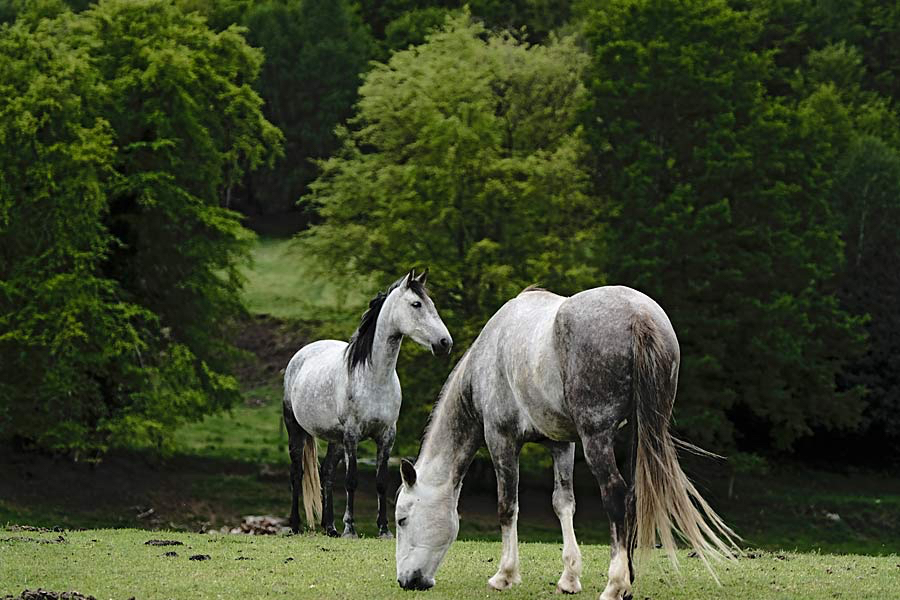 Paul-houdt-van-paarden.jpg