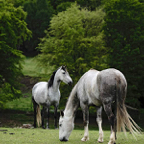 Paul-houdt-van-paarden.jpg