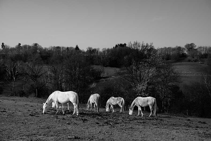 Cor-paarden.jpg