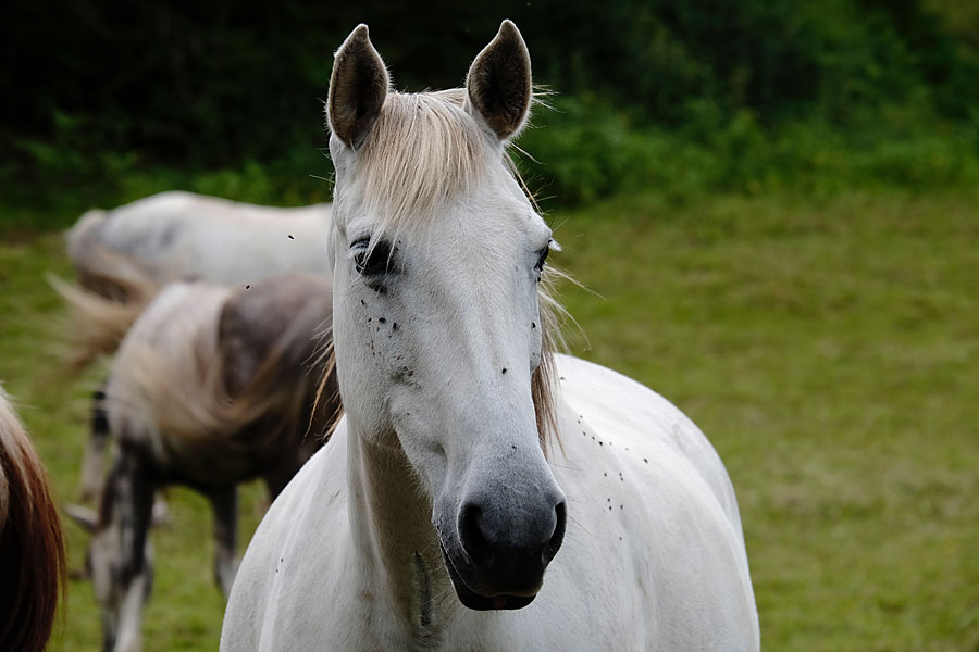 Ed-keurig-belicht-wit-paard.jpg