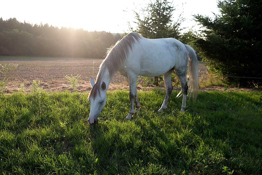 Hermien-en-een-paard-tegenlicht.jpg