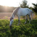 Hermien-en-een-paard-tegenlicht.jpg