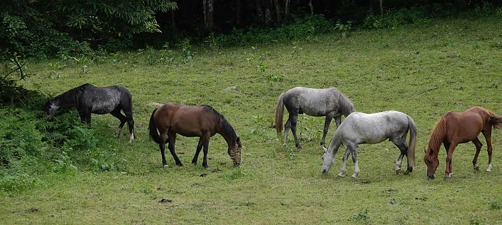 Engel-donkere-en-lichte-paarden.jpg