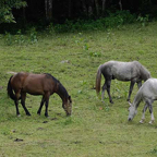 Engel-donkere-en-lichte-paarden.jpg