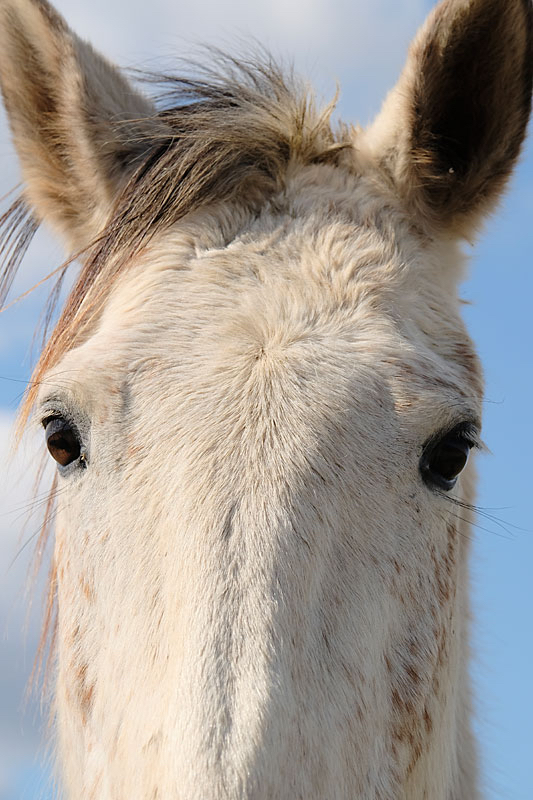 Femke-paardenhoofd.jpg