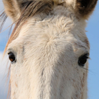 Femke-paardenhoofd.jpg