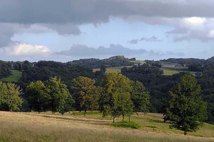 Jan-bomen-in-wei