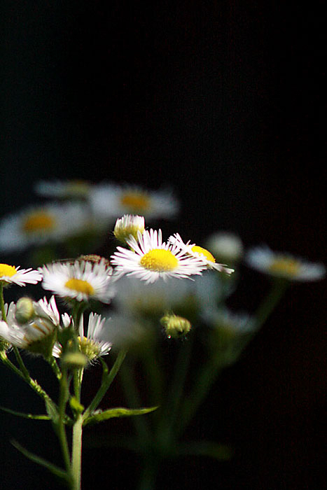 Jolanda-contrast-bloemen