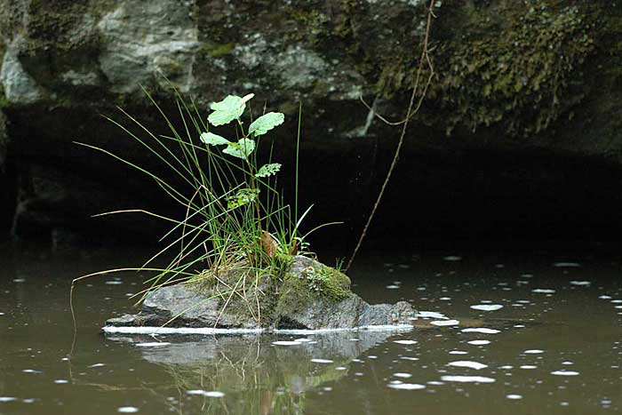 Michelle-waterplant