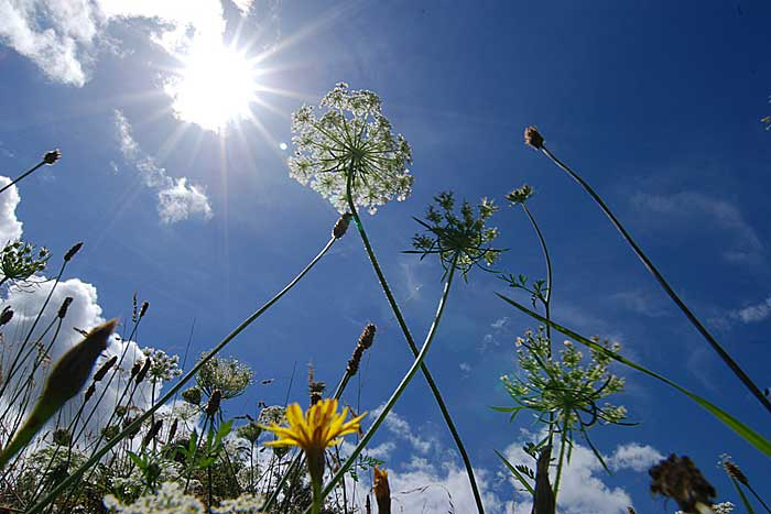 Coen-flowers-in-the-sky