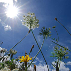 Coen-flowers-in-the-sky