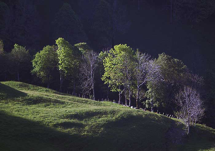 Johan-bomen-Puy-Mary