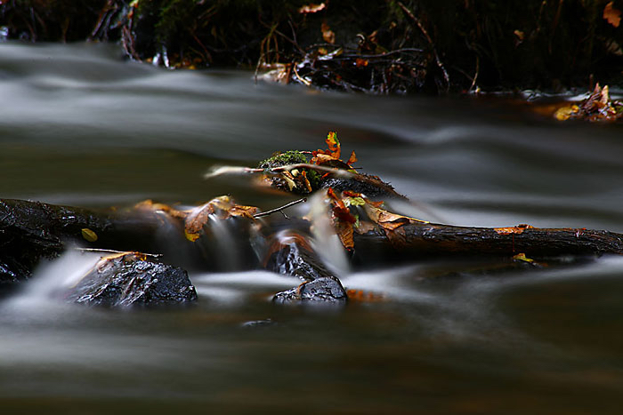 Jolande-herfst-in-water