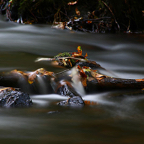 Jolande-herfst-in-water