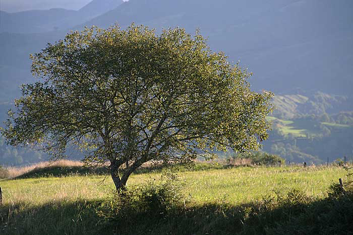 Mieke-boom-in-landschap