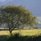 Mieke-boom-in-landschap